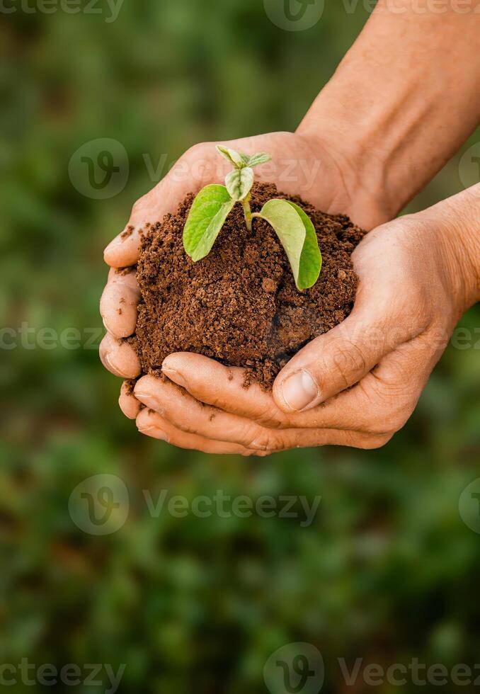 A man is holding a small plant in his hand. The plant is in the hands and surrounded by earth. The concept of environmental problems, the concept of environmental protection photo