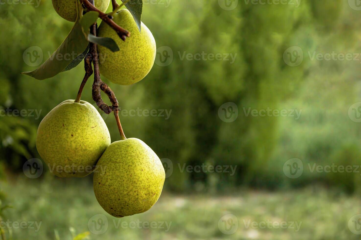 Pears hanging on a branch in the garden before the onset of autumn, a natural organic product photo