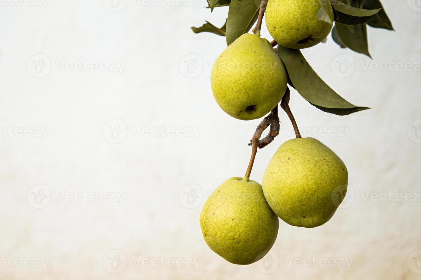 Pears hanging on a branch on a white background , a natural organic product photo