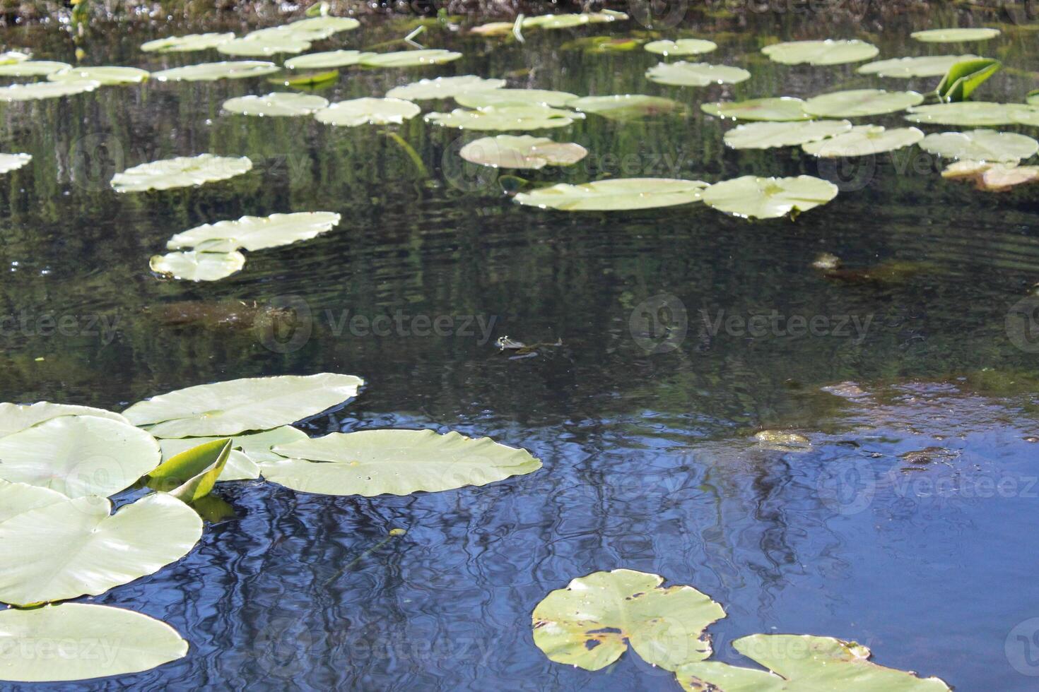 Cassan toy marsh plants water summer pond photo