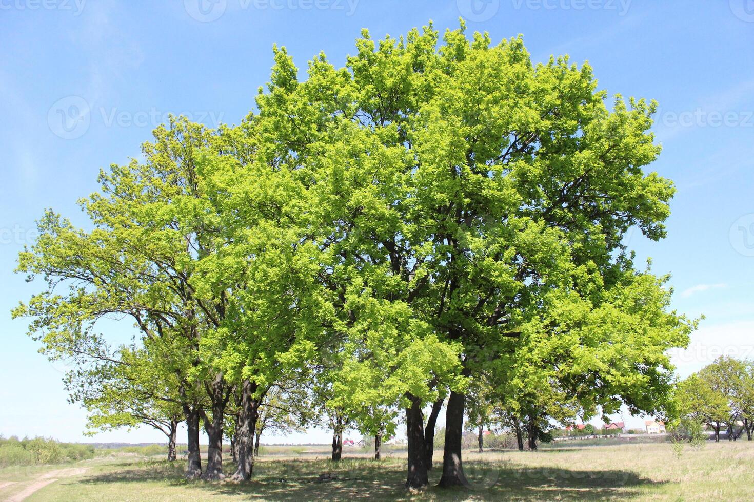 Oak tree and young oak leaves summer sun landscape photo