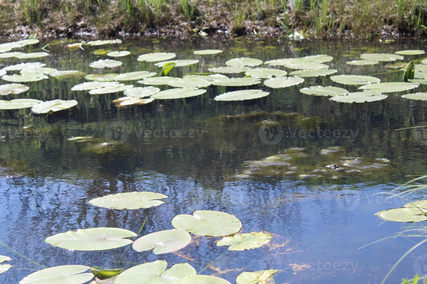Cassan toy marsh plants water summer pond photo