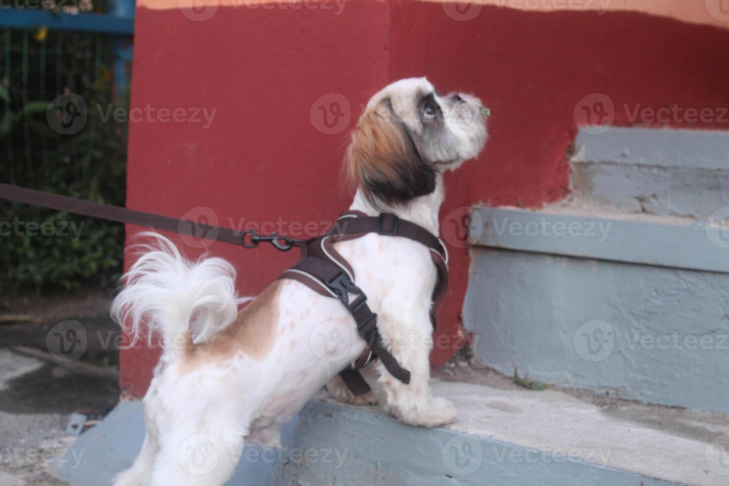 Walking a dog on a harness. Safe system for walking a dog photo