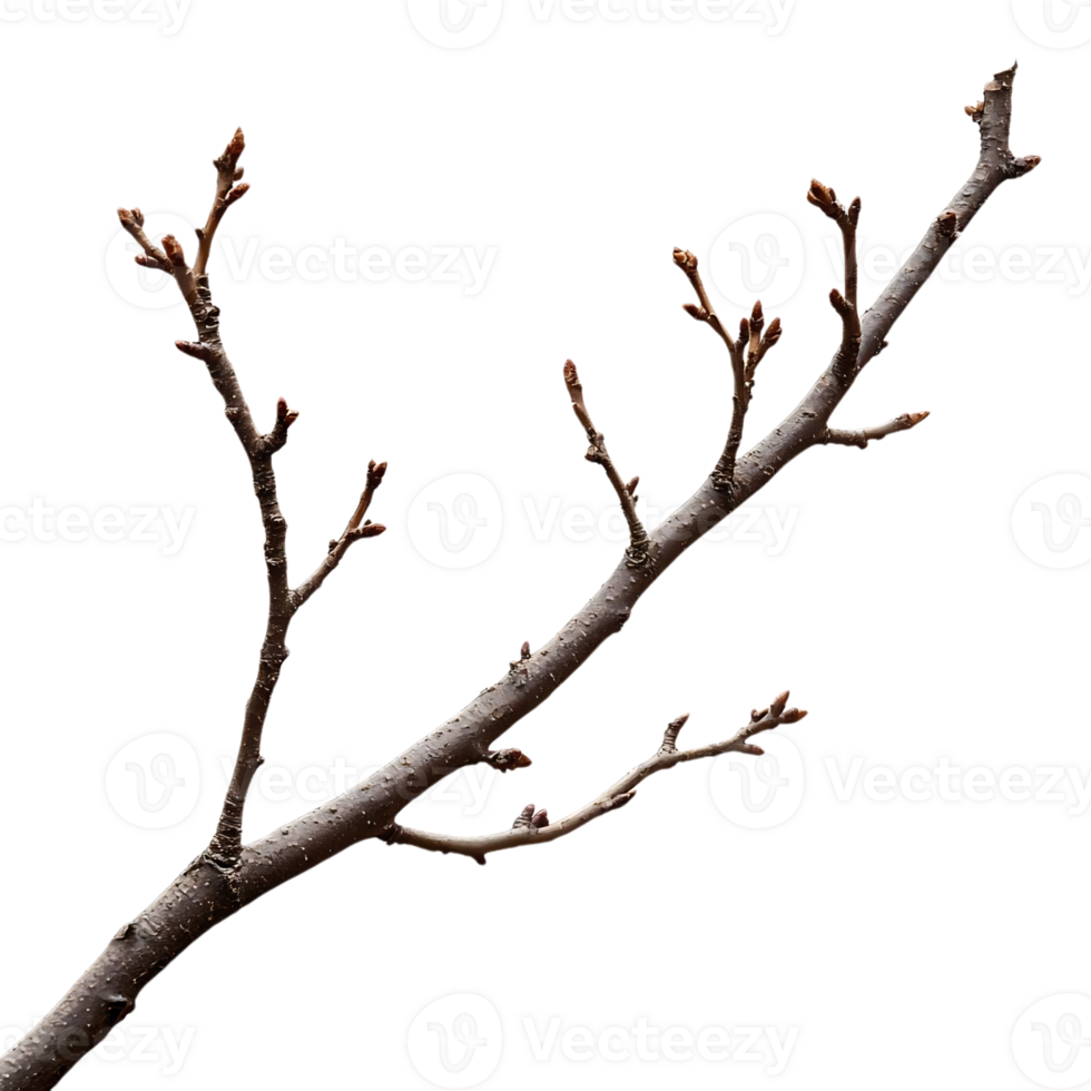 A Bare Branch with Buds on a Transparent Background png