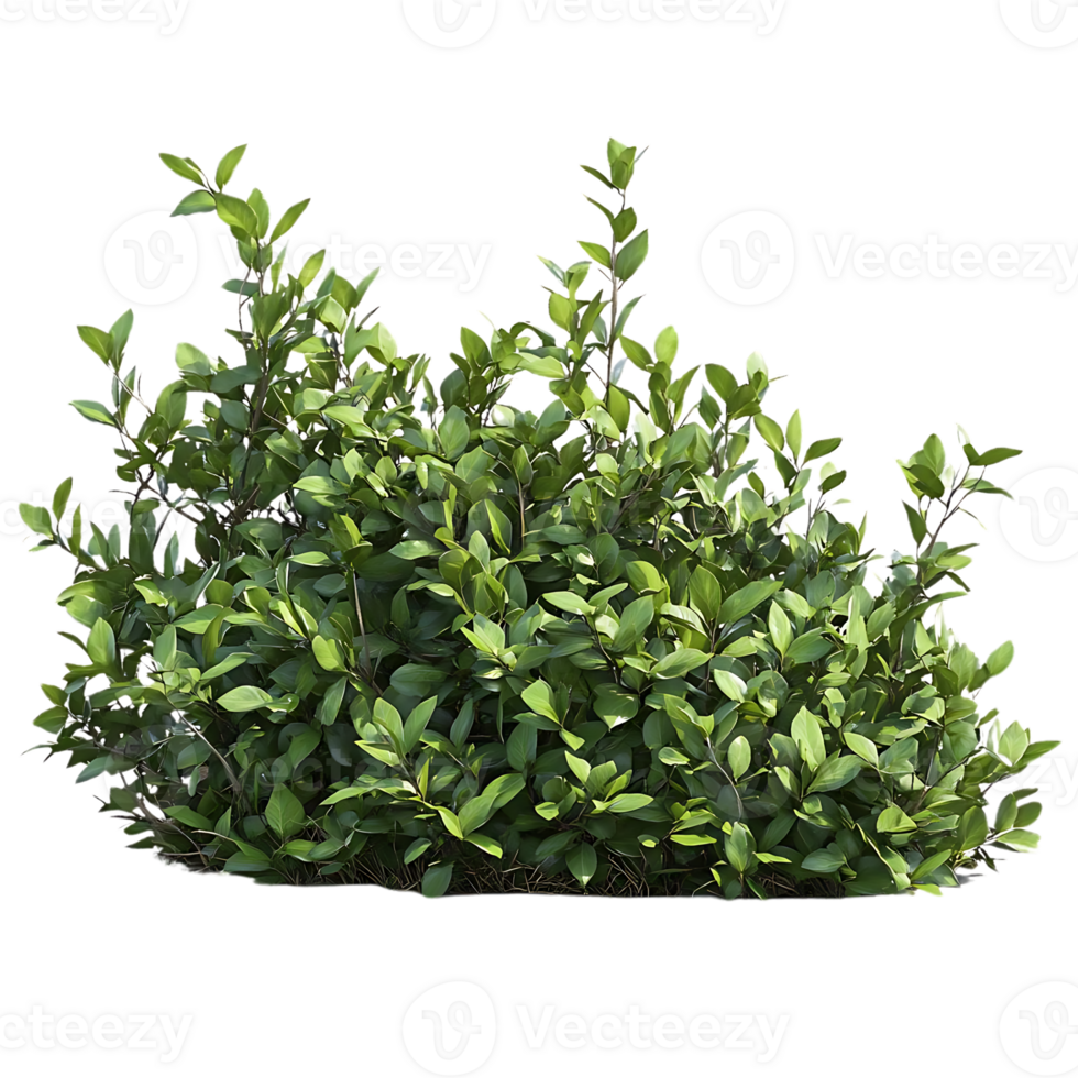 Lush Green Bush with Transparent Background - Ideal for Digital Design and Compositing png