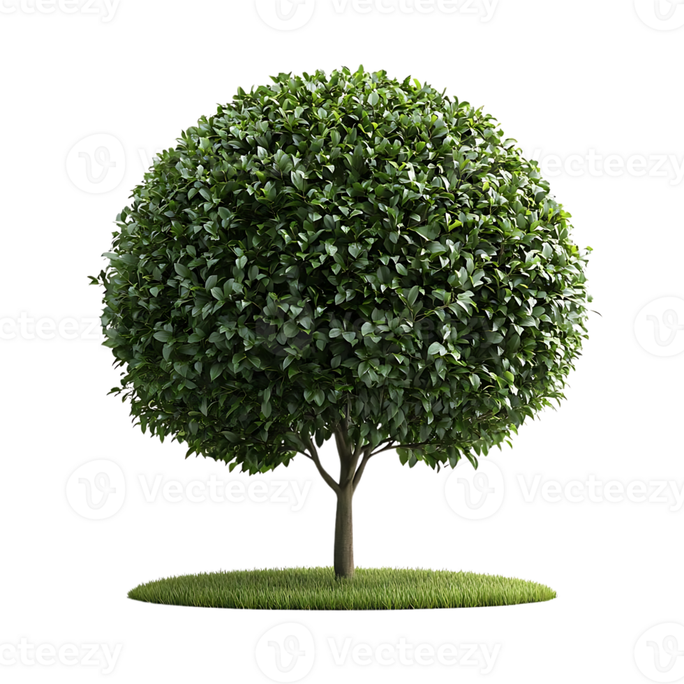 A Lush, Round Tree Stands Tall Against a Transparent Background png