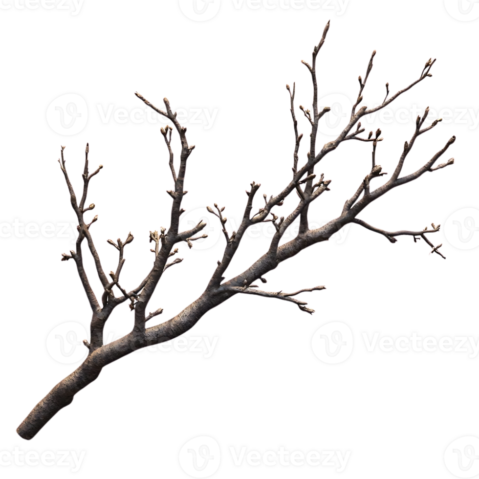 Bare Branch with Buds Isolated on Transparent Background png