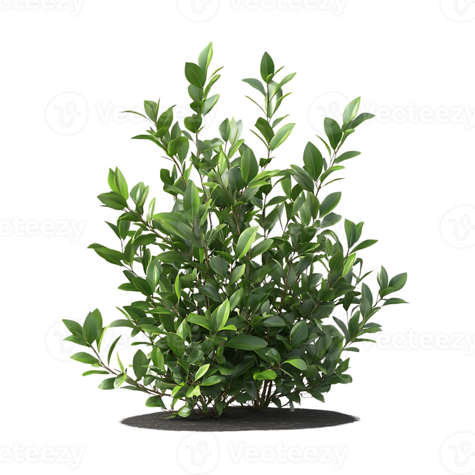 Lush Green Bush with Transparent Background, Perfect for Landscaping and Design Projects png
