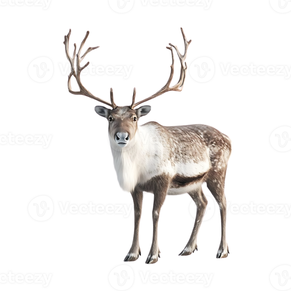 Reindeer with Large Antlers Stands on a Transparent Background, Isolated Animal for Design Projects png