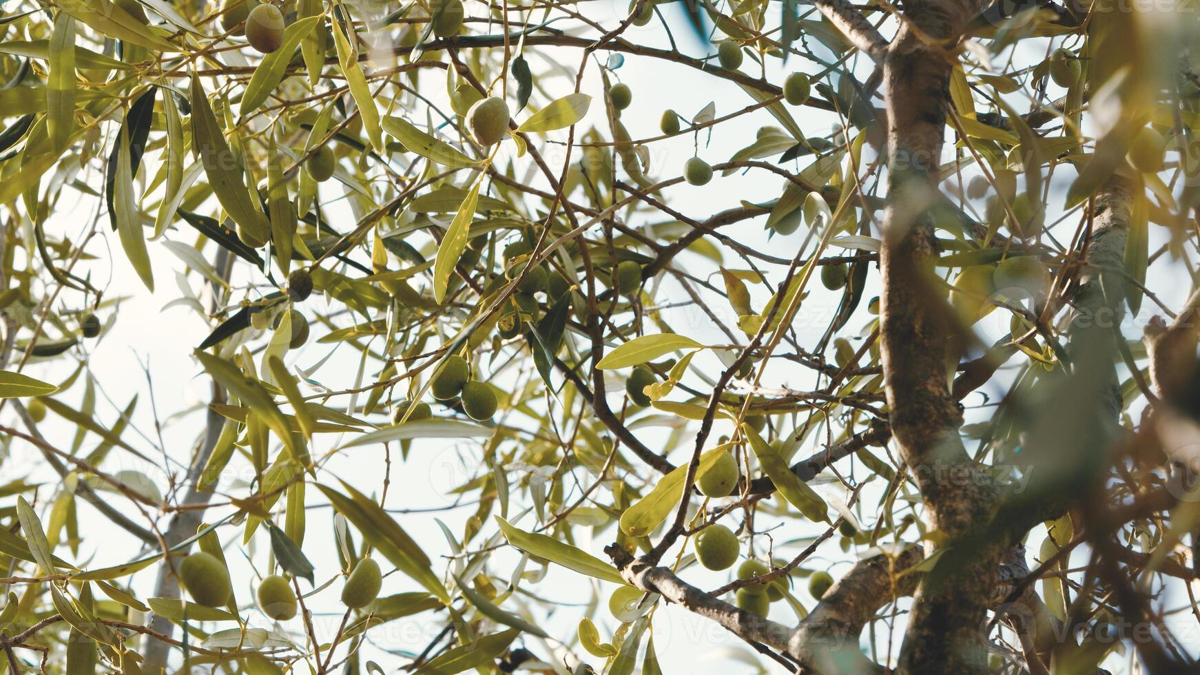 The branches of olive in Calabria region photo