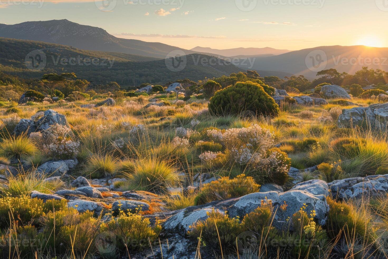Desert Mountains with Blooming Wildflowers photo