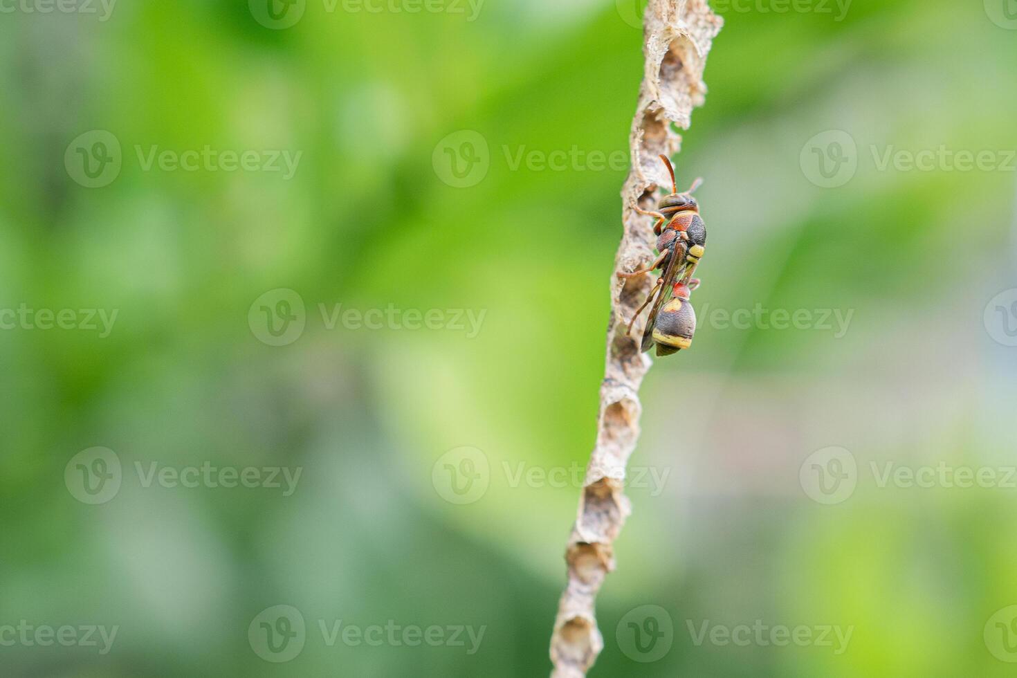 Close-up of Asian hornet or a paper wasp perches and is active in its nest hanging on the tree in the backyard photo