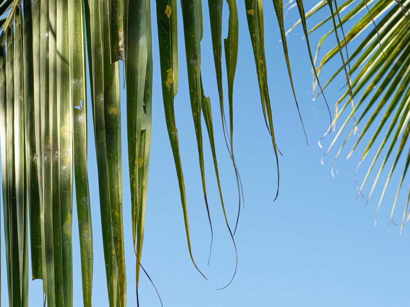 Green coconut leaves with blue sky. Coconut palm tree beautiful tropical background photo
