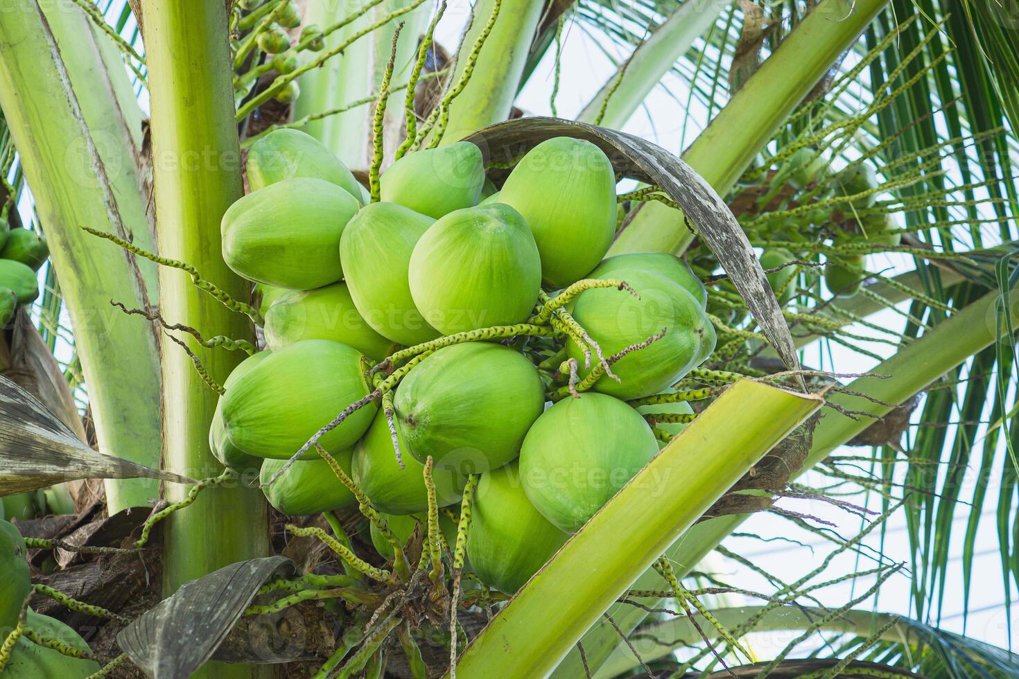 Group of a green coconut on the tree. Close-up photo. Coconut tree on the garden. Healthy fruit concept photo