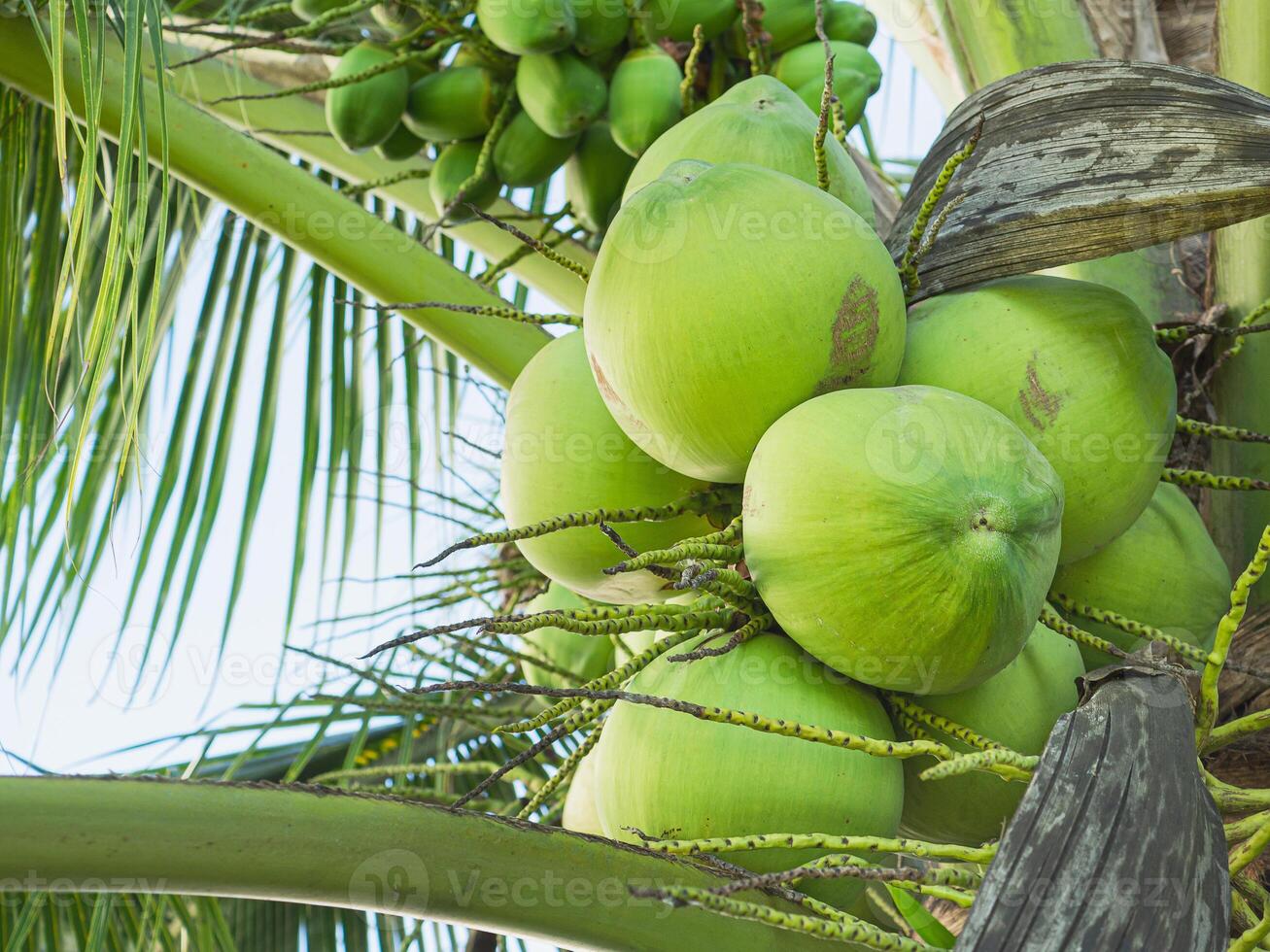 Group of a green coconut on the tree. Close-up photo. Coconut tree on the garden. Healthy fruit concept photo