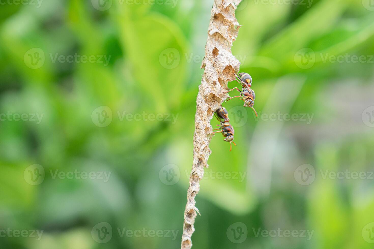 Close-up of Asian hornet or a paper wasp perches and is active in its nest hanging on the tree in the backyard photo