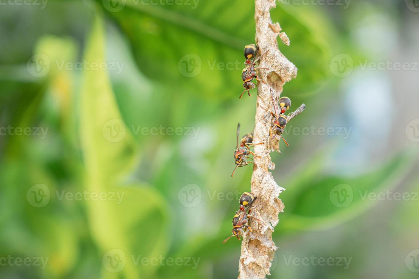 Close-up of Asian hornet or a paper wasp perches and is active in its nest hanging on the tree in the backyard photo