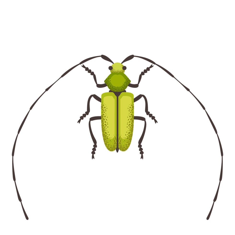 Long eared whisker beetle vector