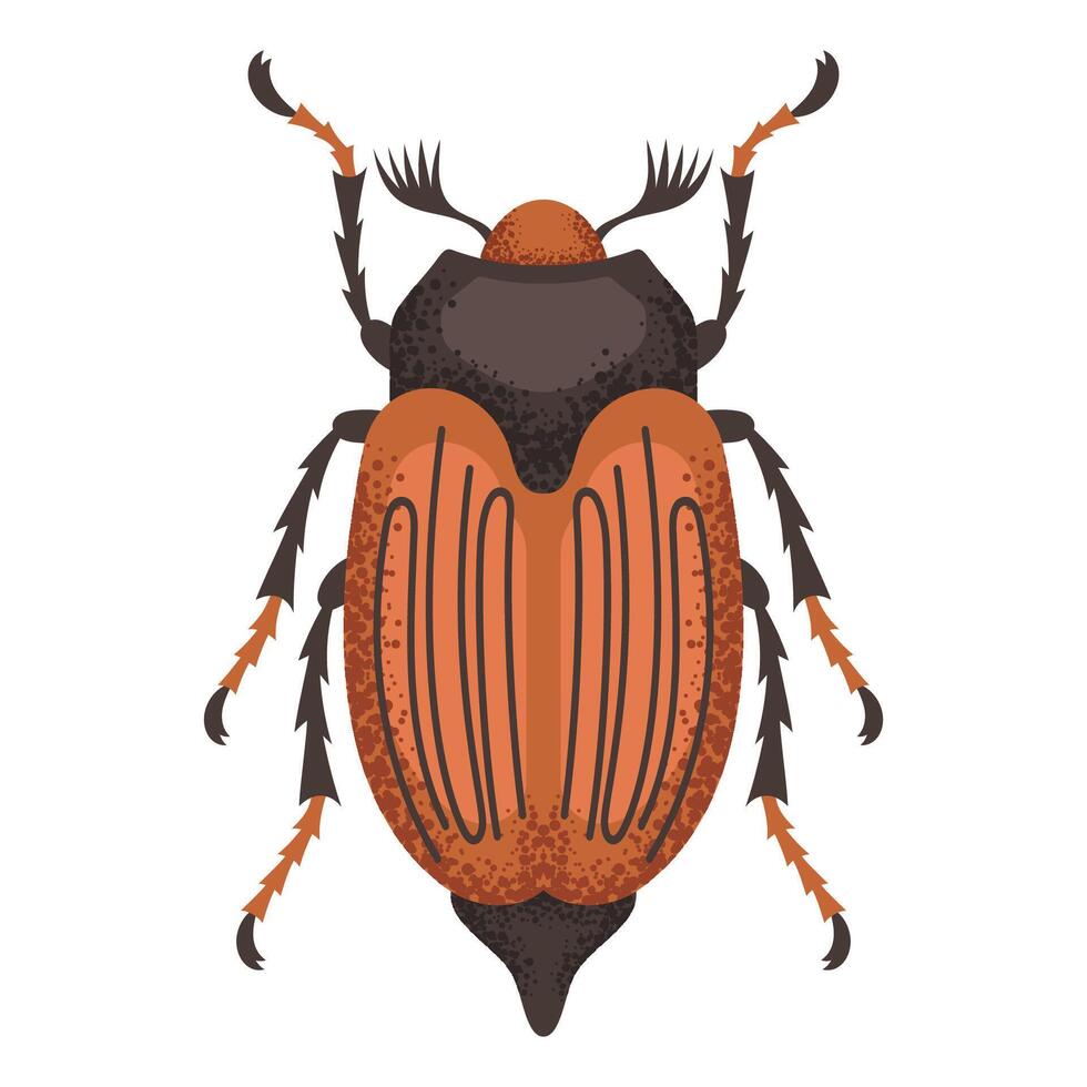 Chafer brown beetle vector