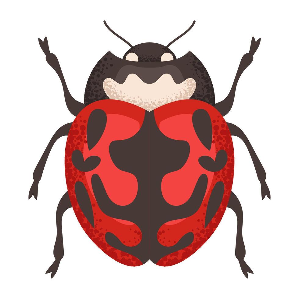 Ladybug red beetle vector