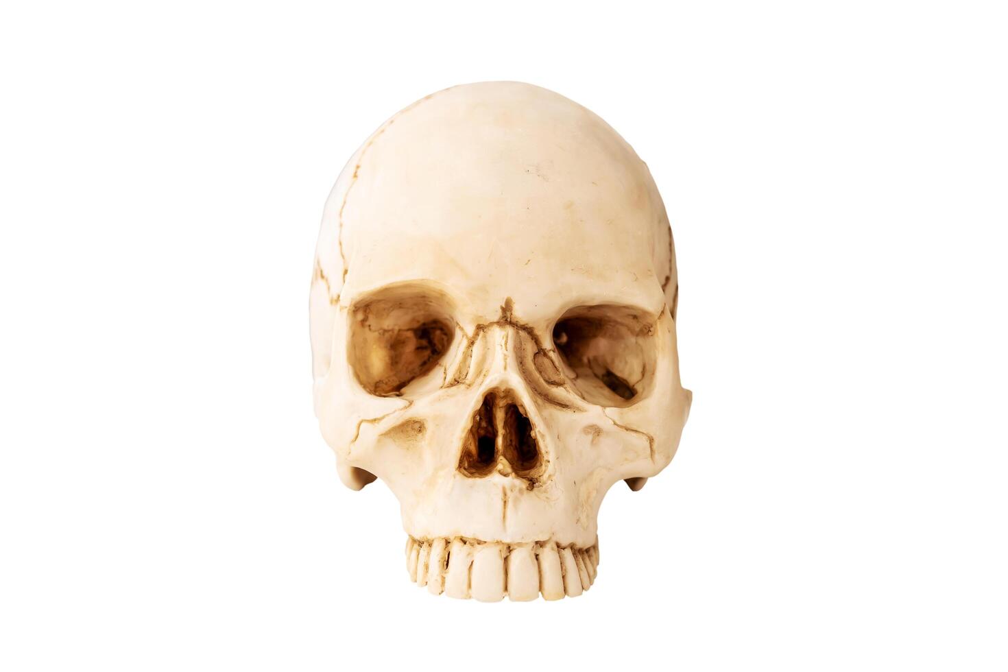 Human skull on Isolated white Background. The concept of death, horror. A symbol of spooky Halloween. photo