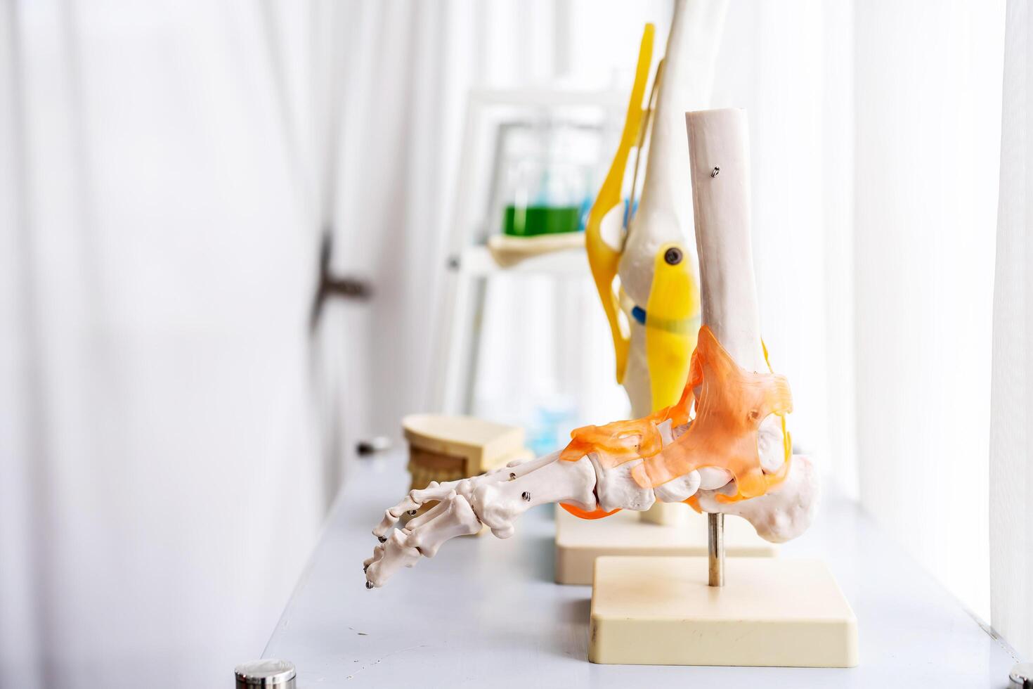 Close-up white human anatomy model of ankle, and knee-joint, patella and leg tendons on shelf in doctor room. Vision scientific human part skeleton. Science, physical, medical concept. photo