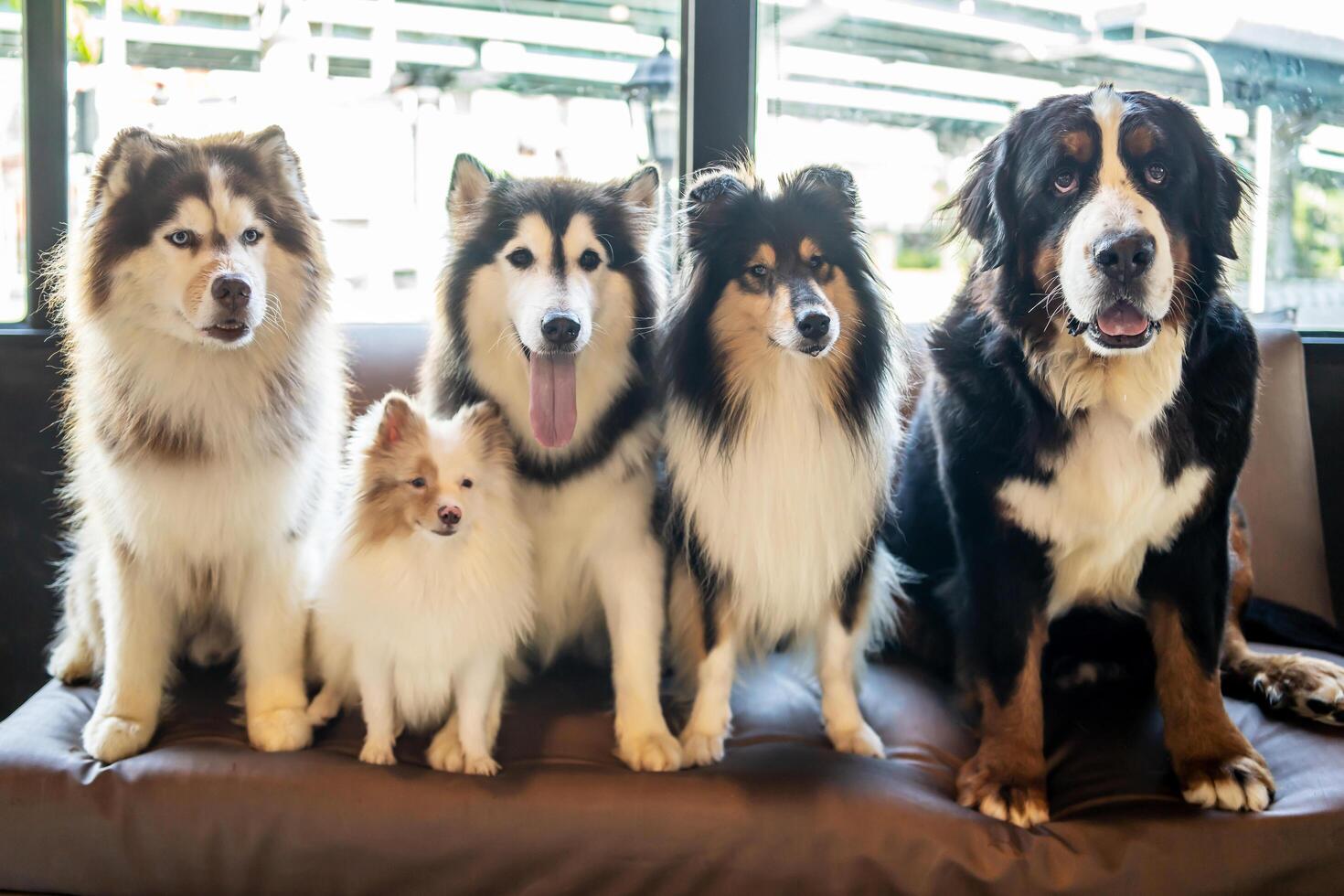 Many dog breeds friend lay down sit relax together on sofa with cheerful and happiness photo