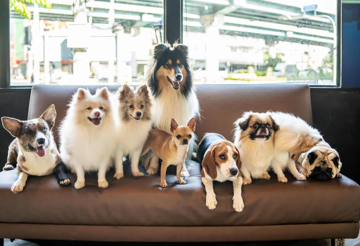 Many dog breeds friend lay down sit relax together on sofa with cheerful and happiness photo