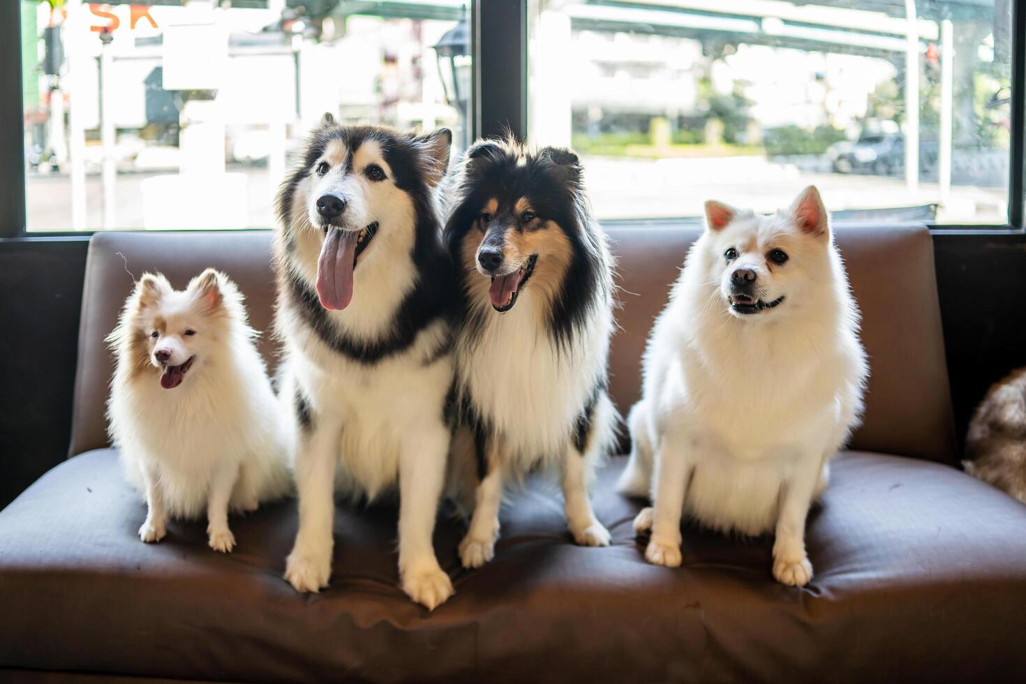 Many dog breeds friend lay down sit relax together on sofa with cheerful and happiness photo