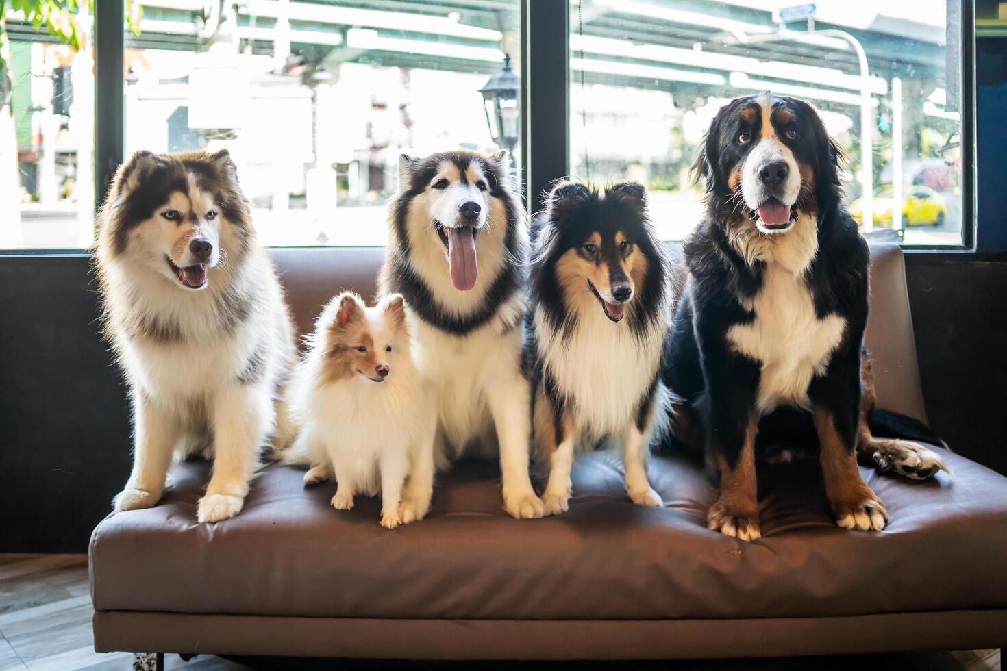 Many dog breeds friend lay down sit relax together on sofa with cheerful and happiness photo