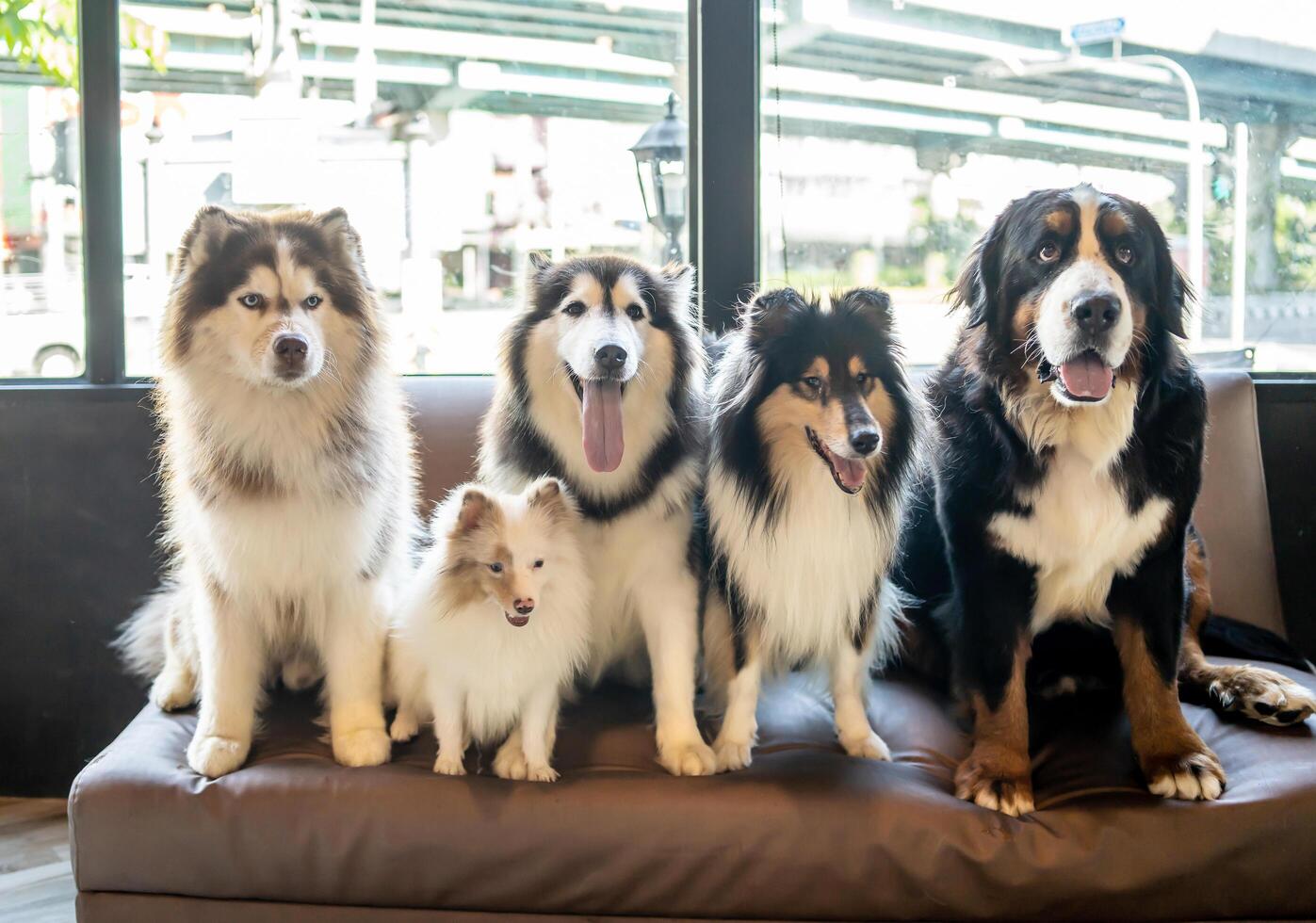 Many dog breeds friend lay down sit relax together on sofa with cheerful and happiness photo