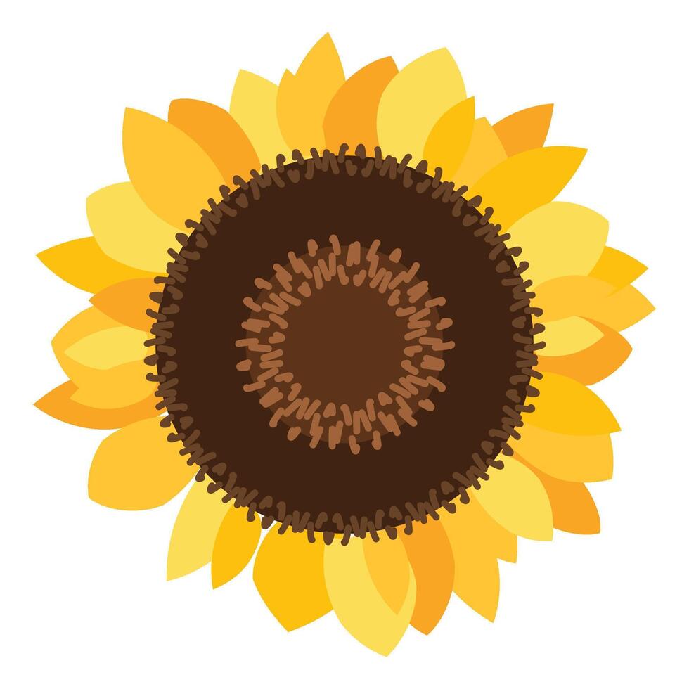 Large Round Sunflower Inflorescence Sunflower vector