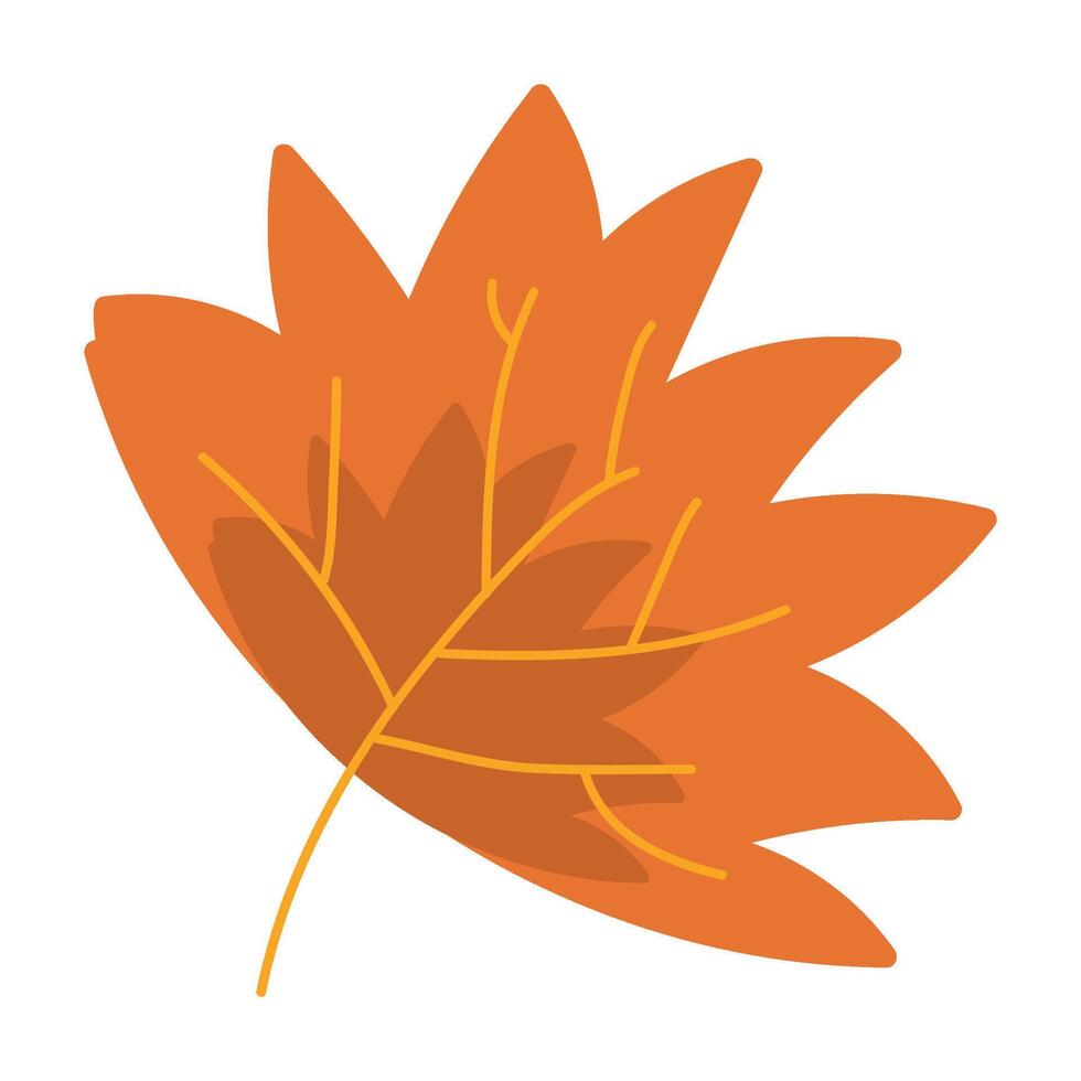 Dry Herbarium Maple Tree Leaf Wide Fallen Leaf vector