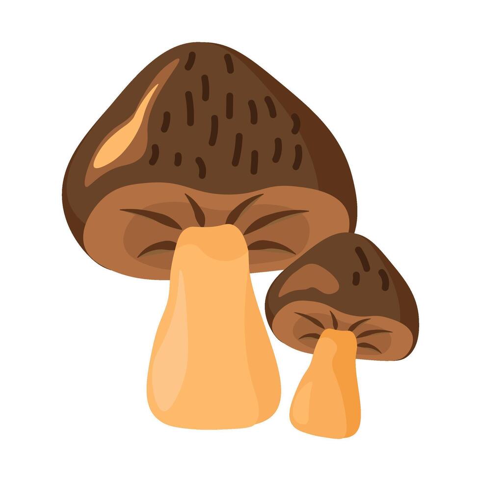 Pair Of Edible Porcini Mushrooms Wild Bolete vector