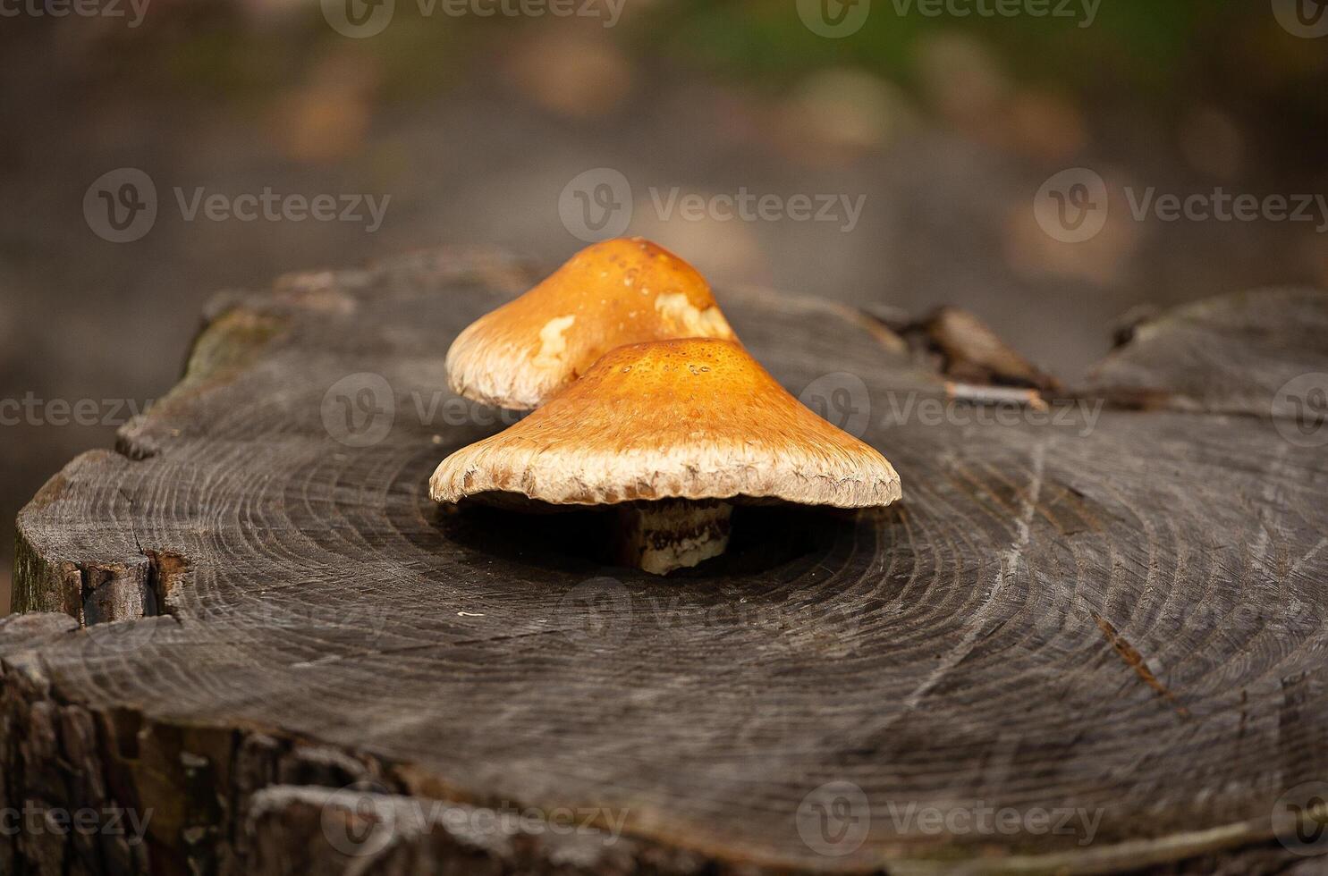 Mushrooms on an old tree stump. Natural back. photo