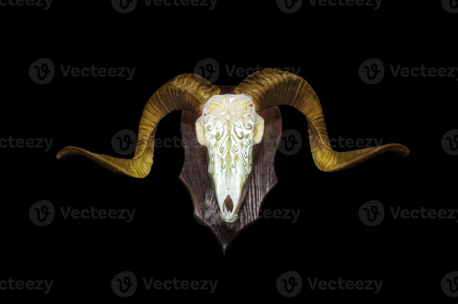Ram skull with horns. A pattern carved into the skull of an animal. Isolate on a black back photo