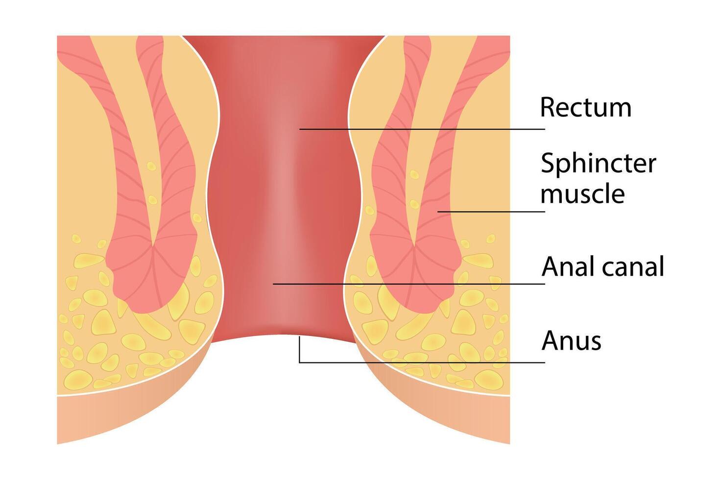 Structure of the anus. Cross-section of the rectum and anal canal vector