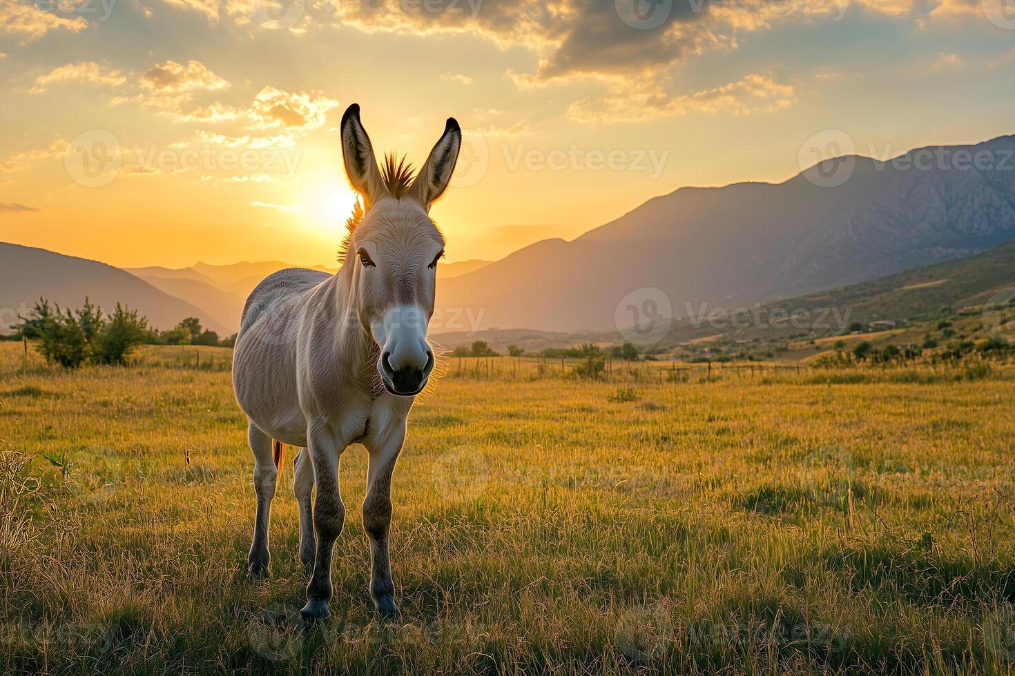 A donkey stands in a field at sunset with a mountain range in the background photo