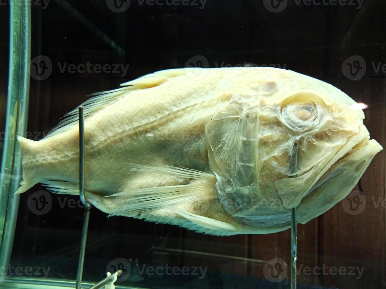 Deep sea fish preserved in the museum photo