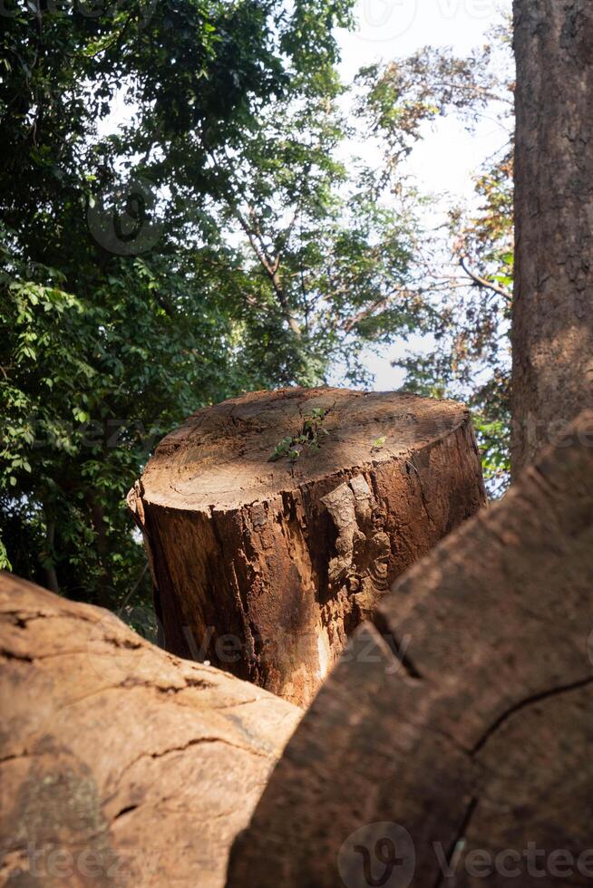 Log spruce trunks pile. Sawn trees from the city cark. You can see the rings in the cut wood photo