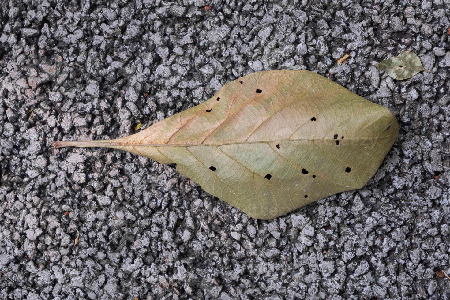 Dry leaf on ground. The leave tree falling on autumn on summer. photo