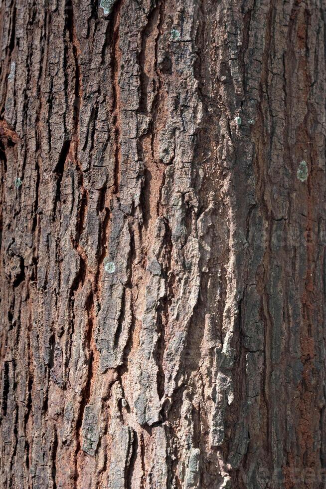 Bark of old tree texture. Abstract background and texture for design. Tree, texture, wood, nature, forest photo