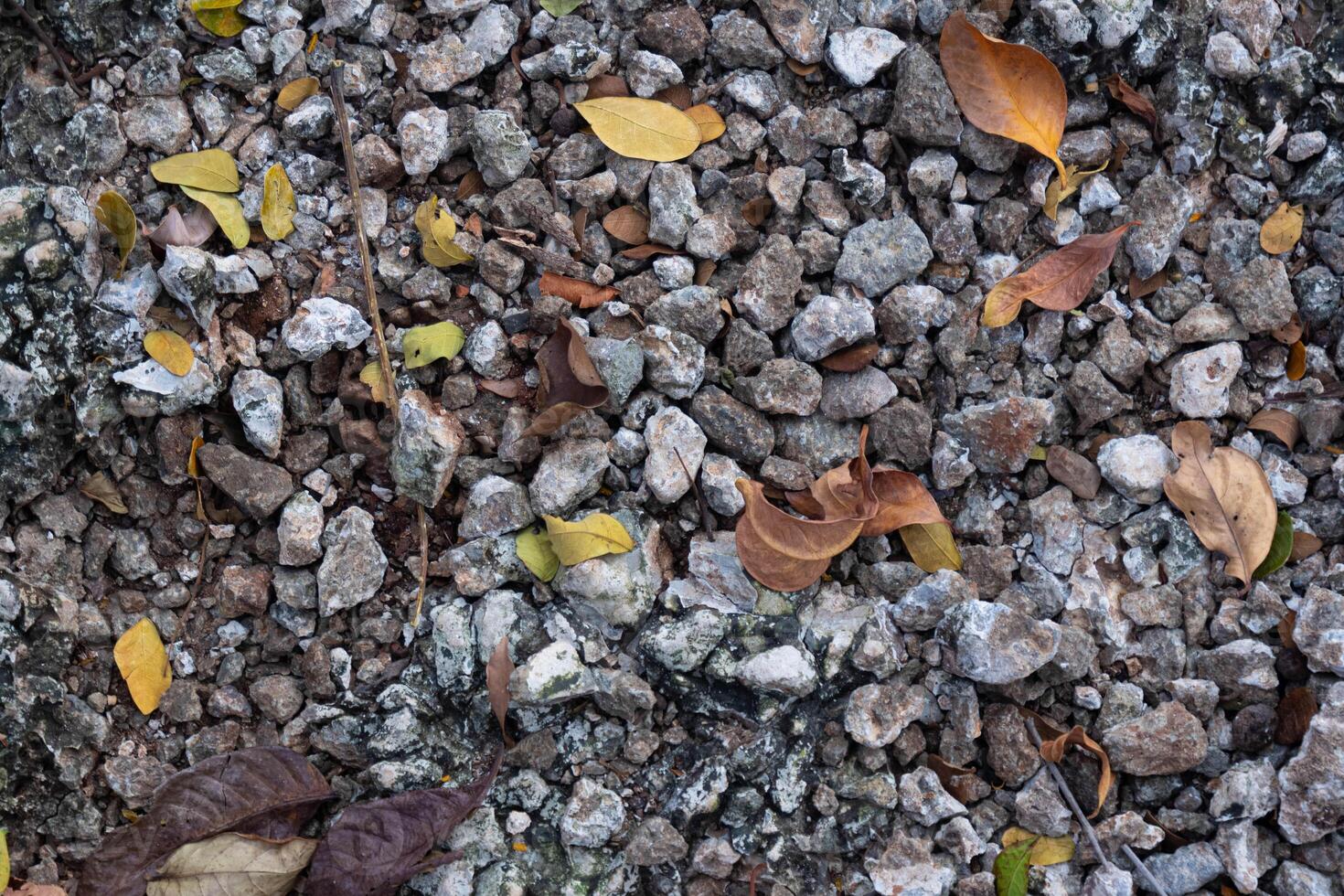 Brown dry leavesdry leaf on ground. Brown leaves cover the surface of the ground is a beautiful pattern background in garden forest. The leave tree falling in autumn on summer. photo
