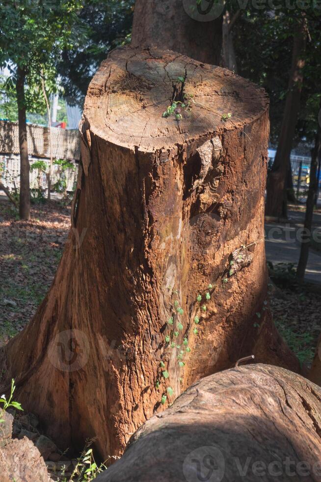 Log spruce trunks pile. Sawn trees from the city cark. You can see the rings in the cut wood photo
