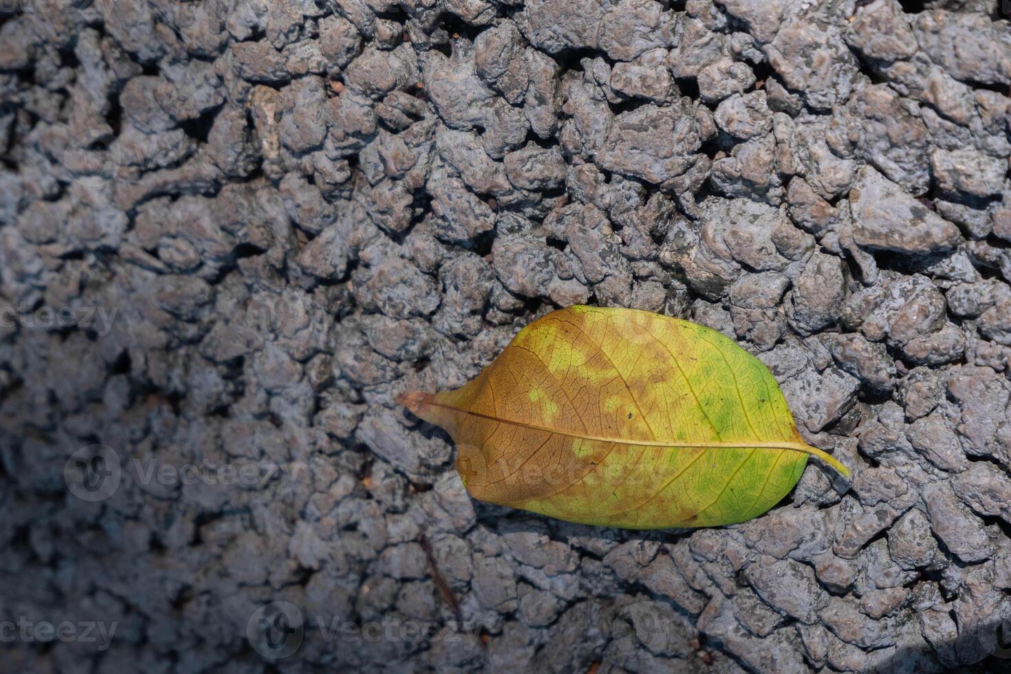 Dry leaf on ground. The leave tree falling on autumn on summer. photo