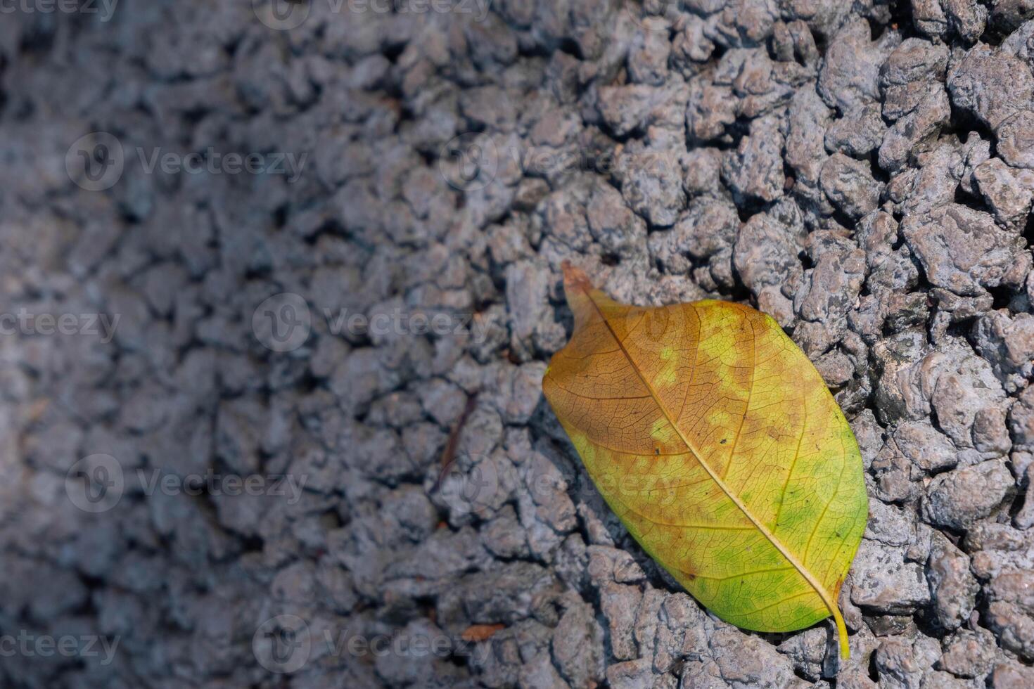 Dry leaf on ground. The leave tree falling on autumn on summer. photo