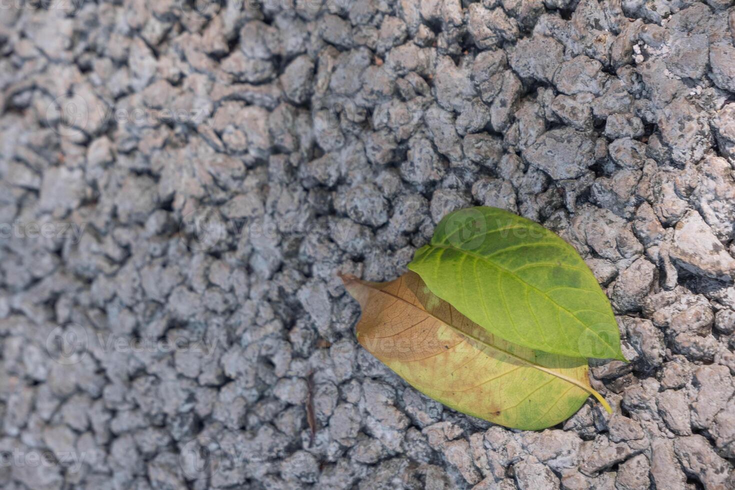 Dry leaf on ground. The leave tree falling on autumn on summer. photo