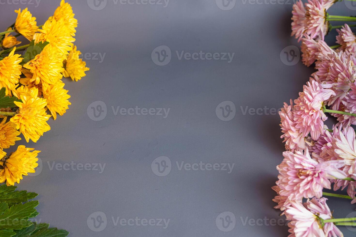 Yellow and pink flowers are placed in a row on the side. Yellow and pink chrysanthemums. With copywriting space in the middle. For valentine's Day, celebration events, birthday events and room photo