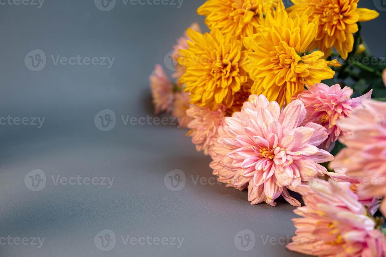 Yellow and pink flowers are placed in a row on the side. Yellow and pink chrysanthemums. With copywriting space in the middle. For valentine's Day, celebration events, birthday events and room photo