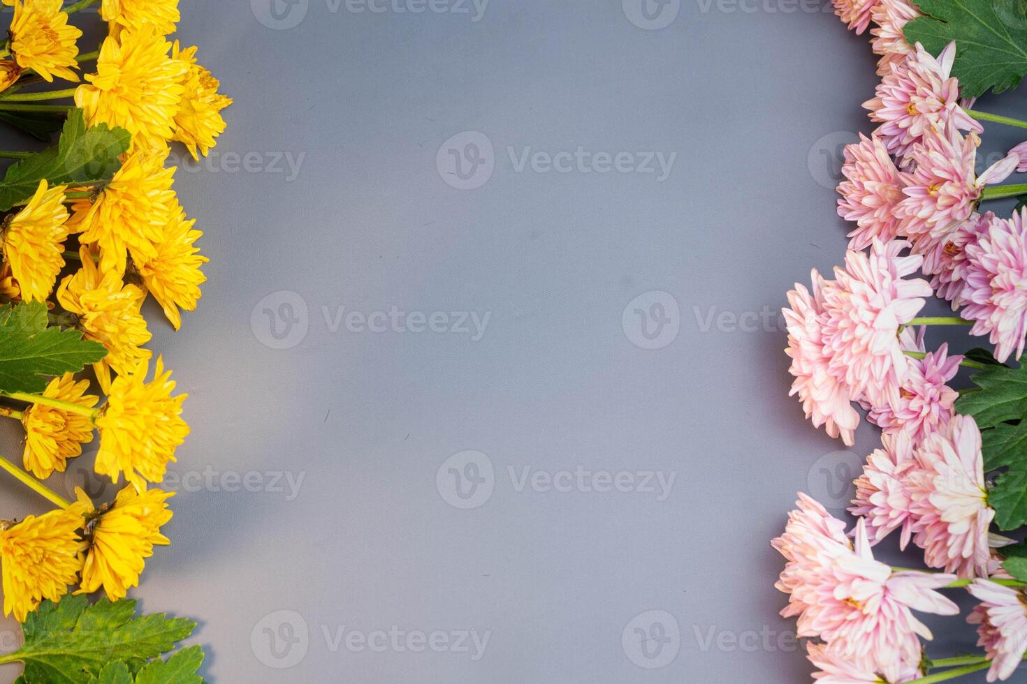 Yellow and pink flowers are placed in a row on the side. Yellow and pink chrysanthemums. With copywriting space in the middle. For valentine's Day, celebration events, birthday events and room photo